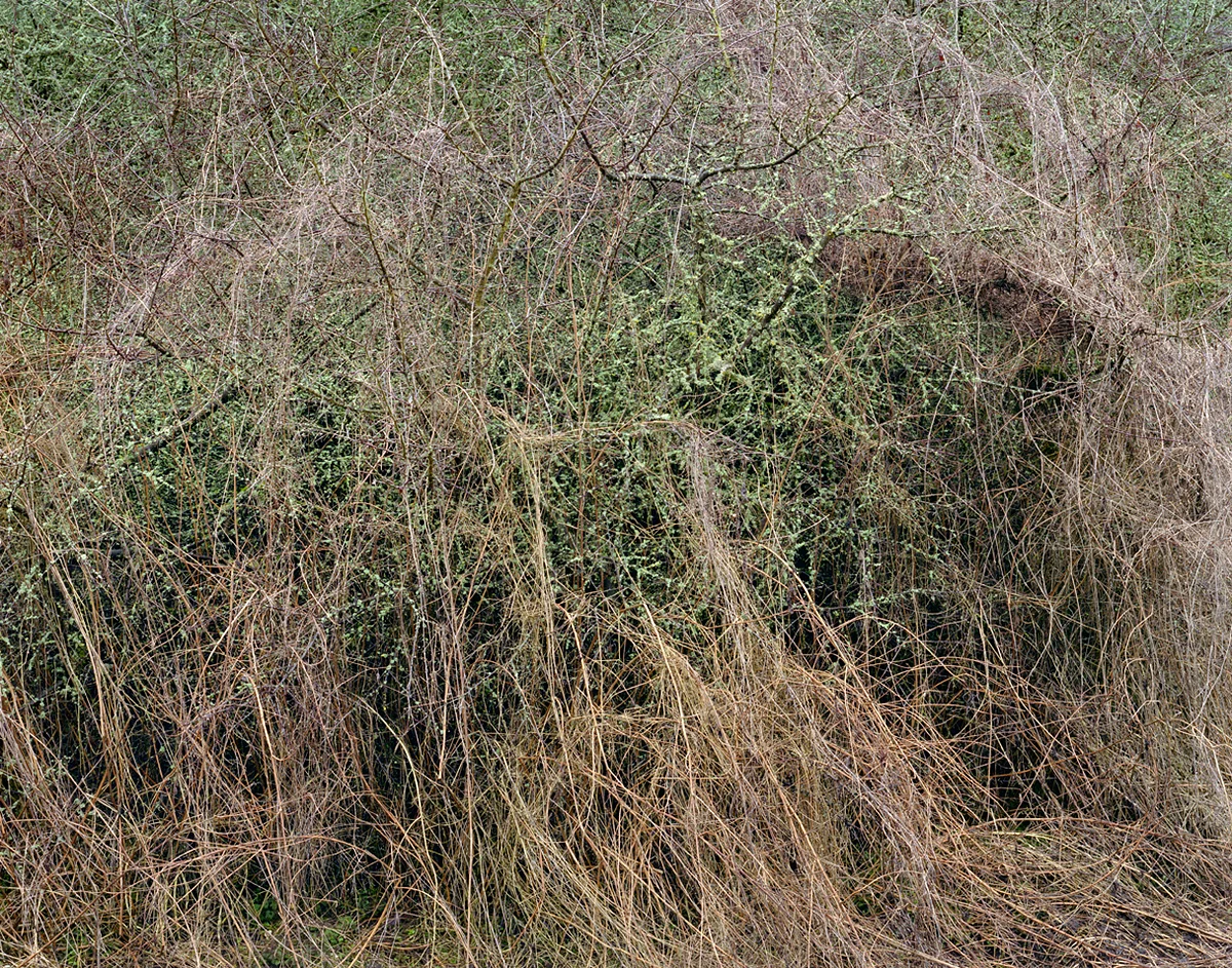 Shire Brook Valley #18, 2011
