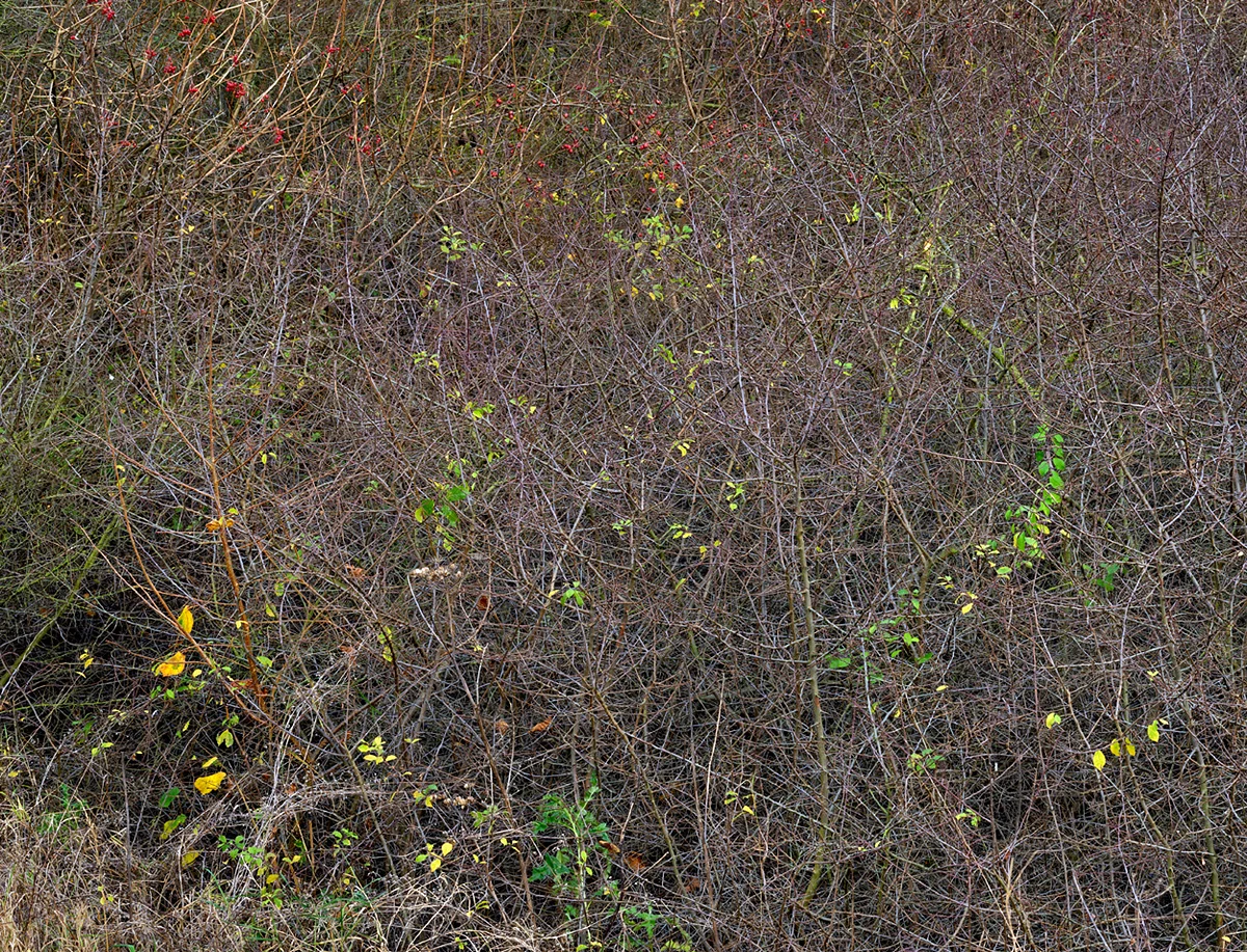 Shire Brook Valley #27, 2010