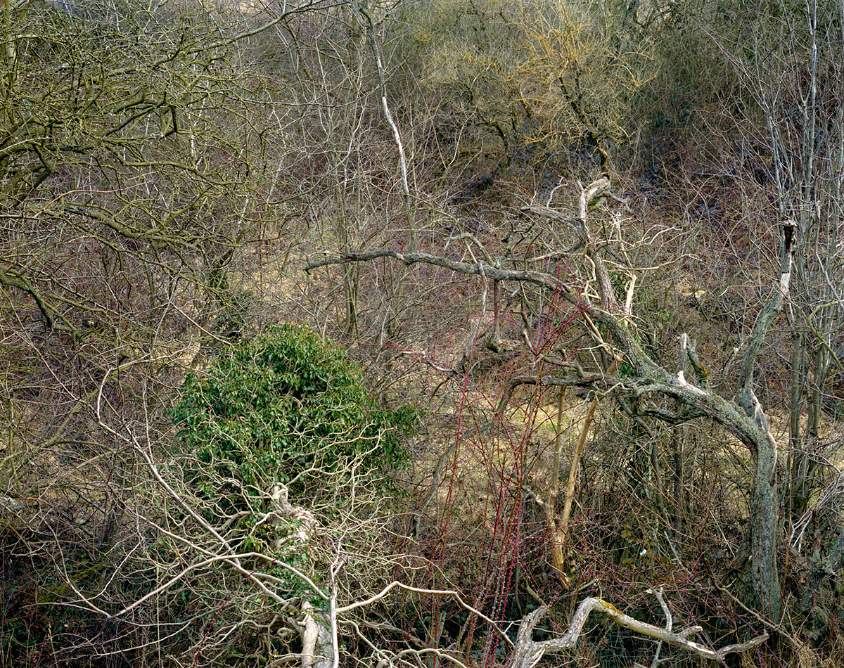 Totley Brook #1, 2011