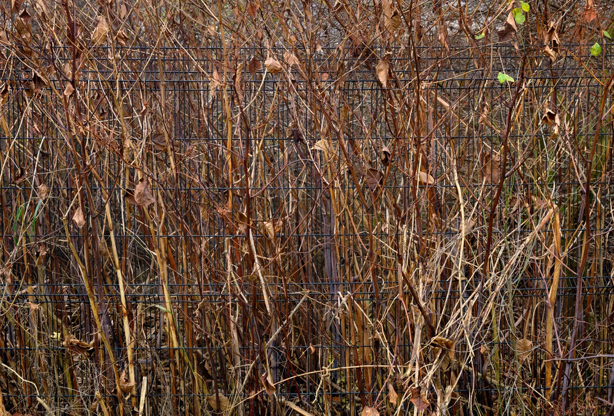 Blackburn Meadows #1, 2011