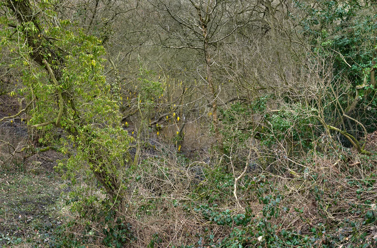 Limb Valley #18, 2015