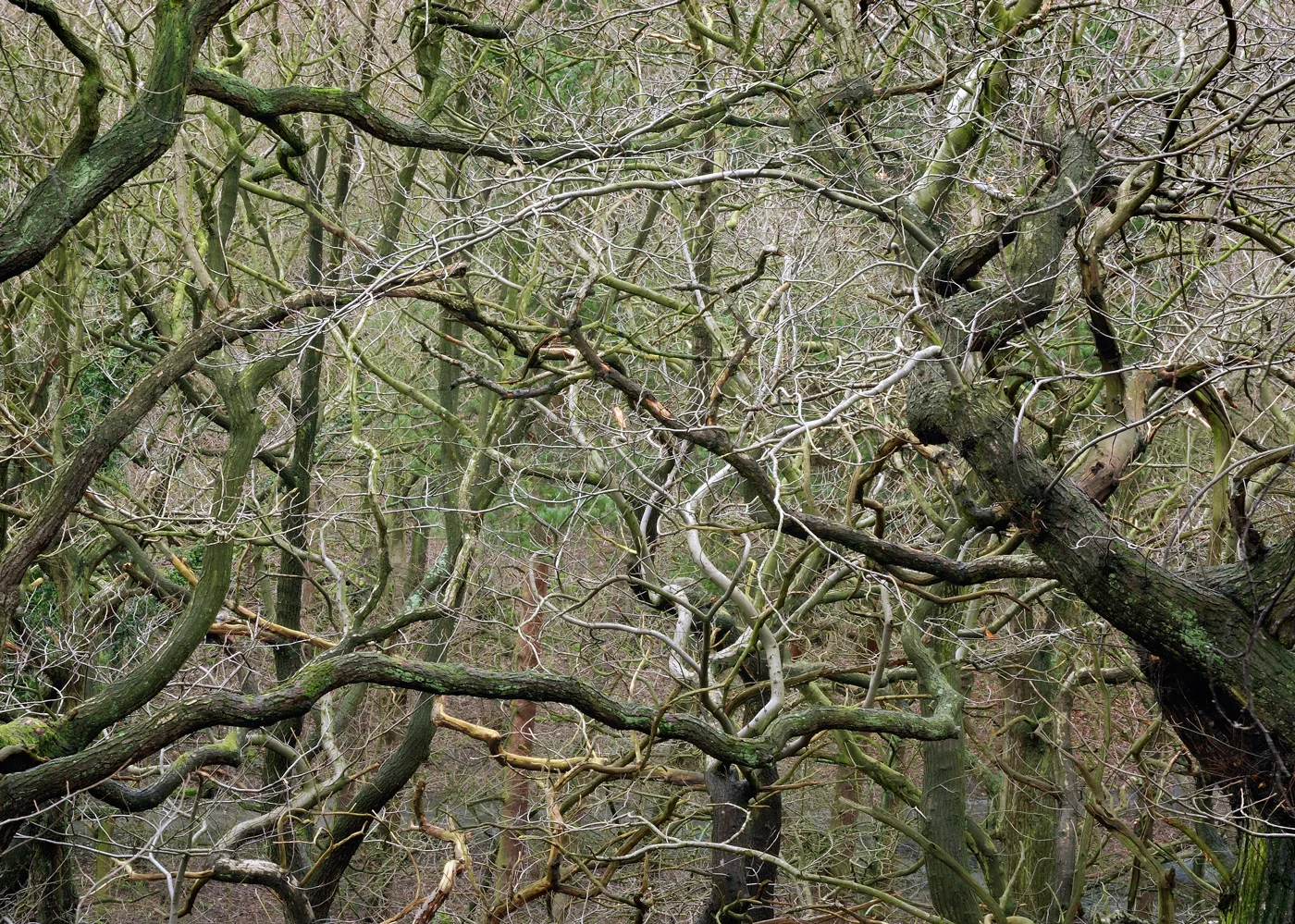 Ecclesall #1-B, 2007