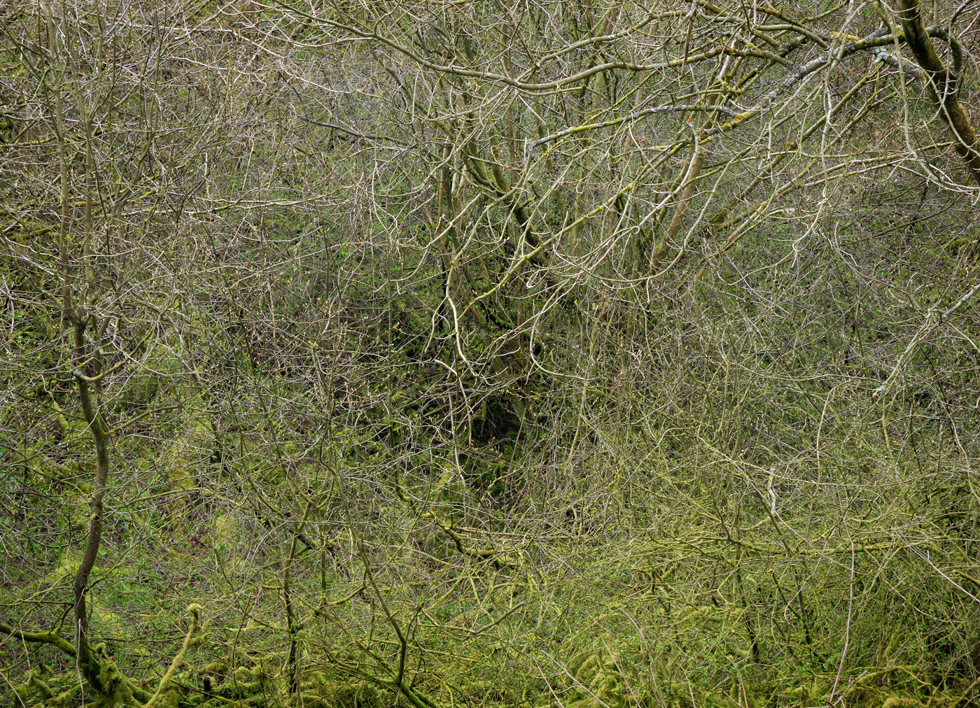 Lathkill Dale #1, 2008