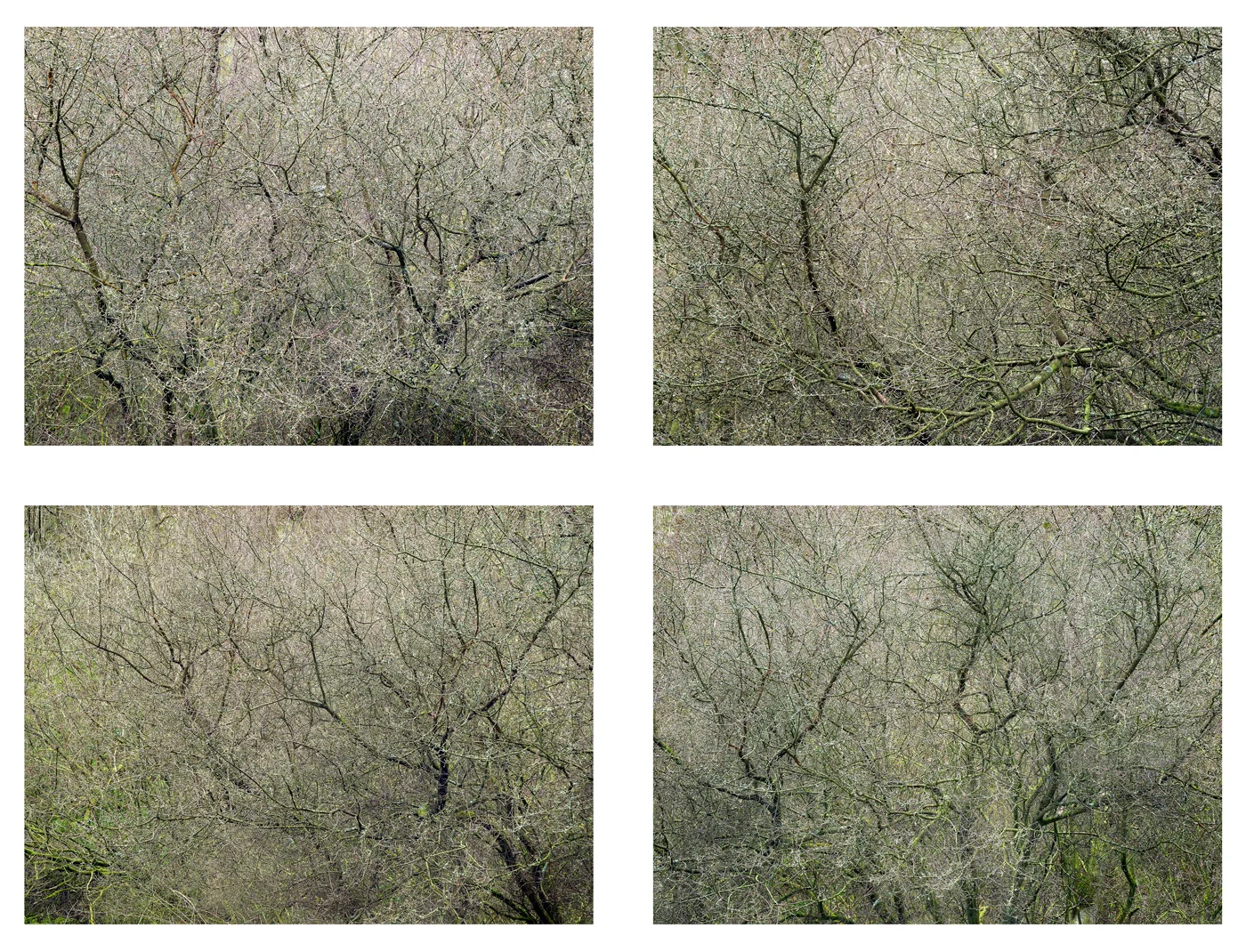 Lathkill Dale, 2008