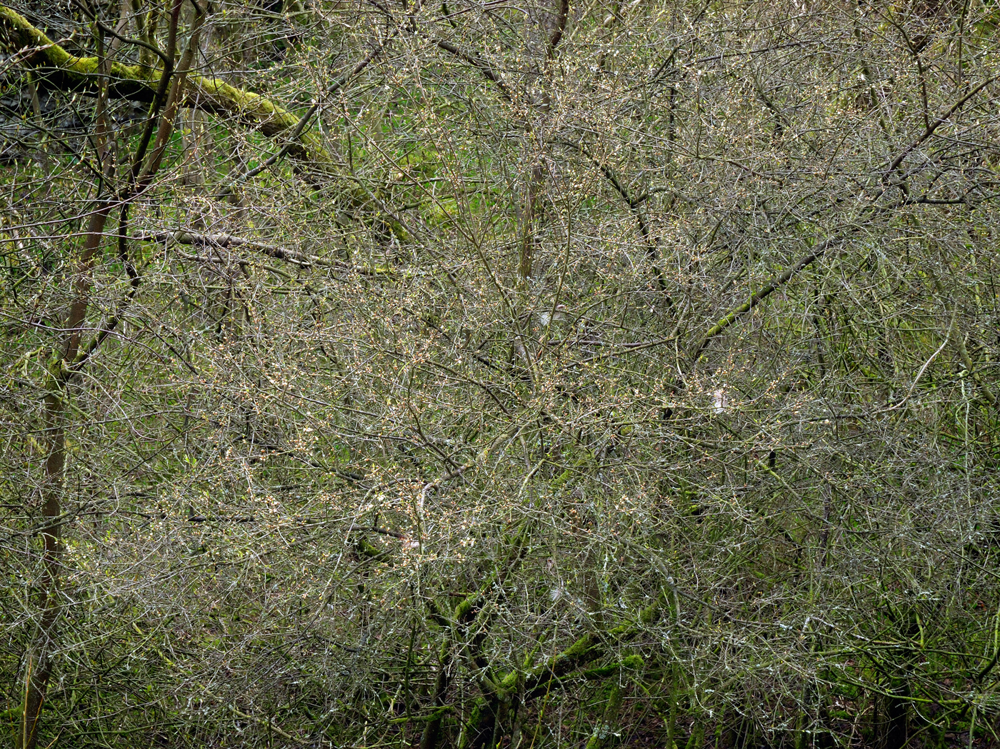 Lathkill Dale #8, 2008