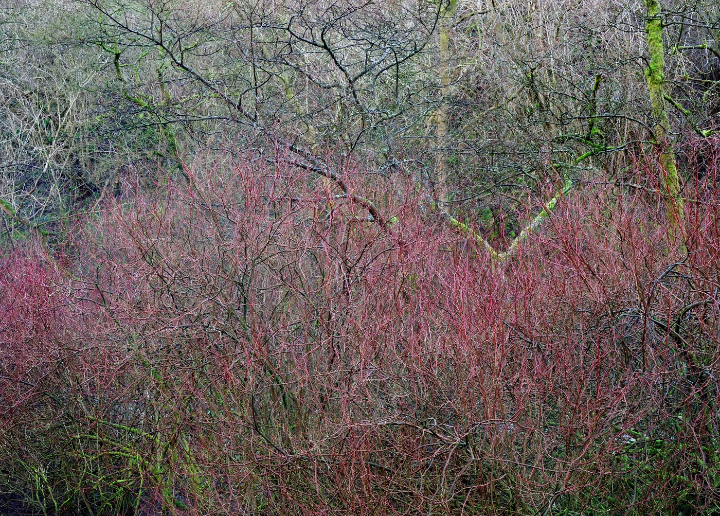 Lathkill Dale #9, 2008