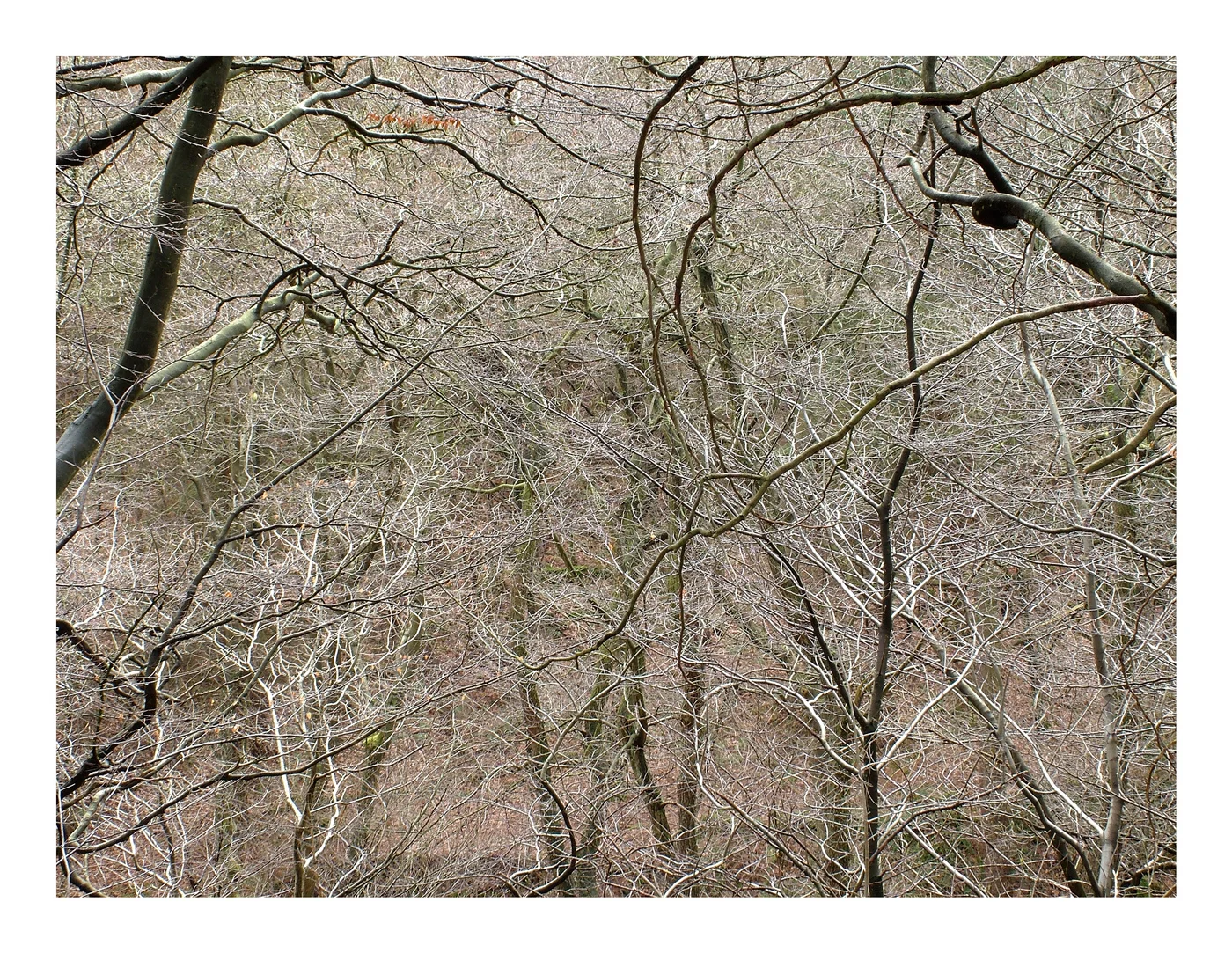 Limb Valley #2, 2006