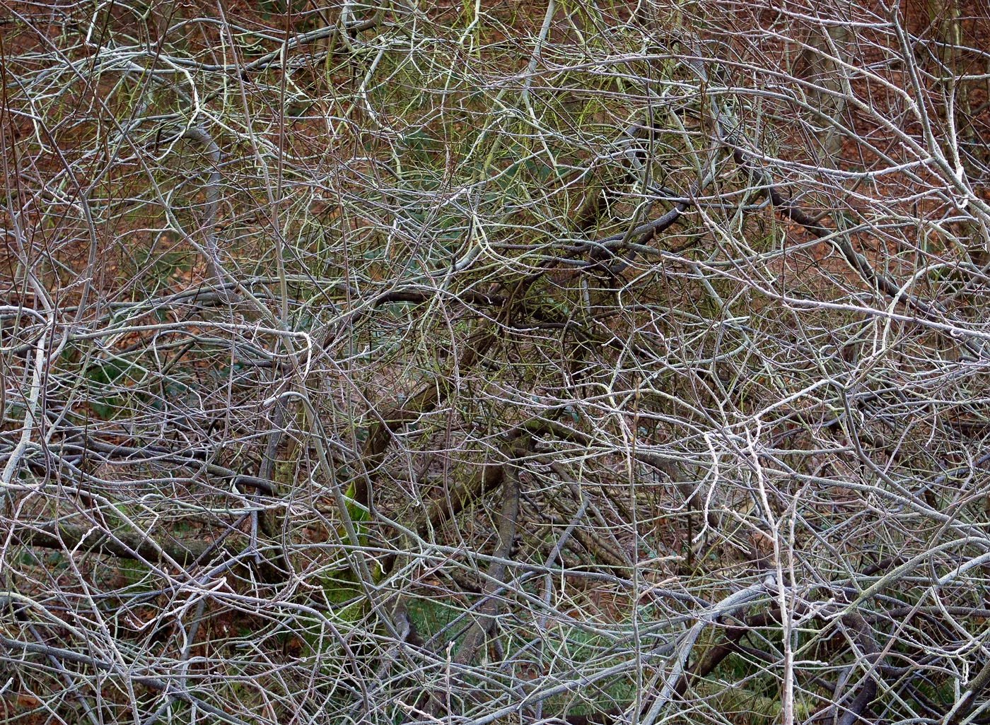 Limb Valley #6, 2008