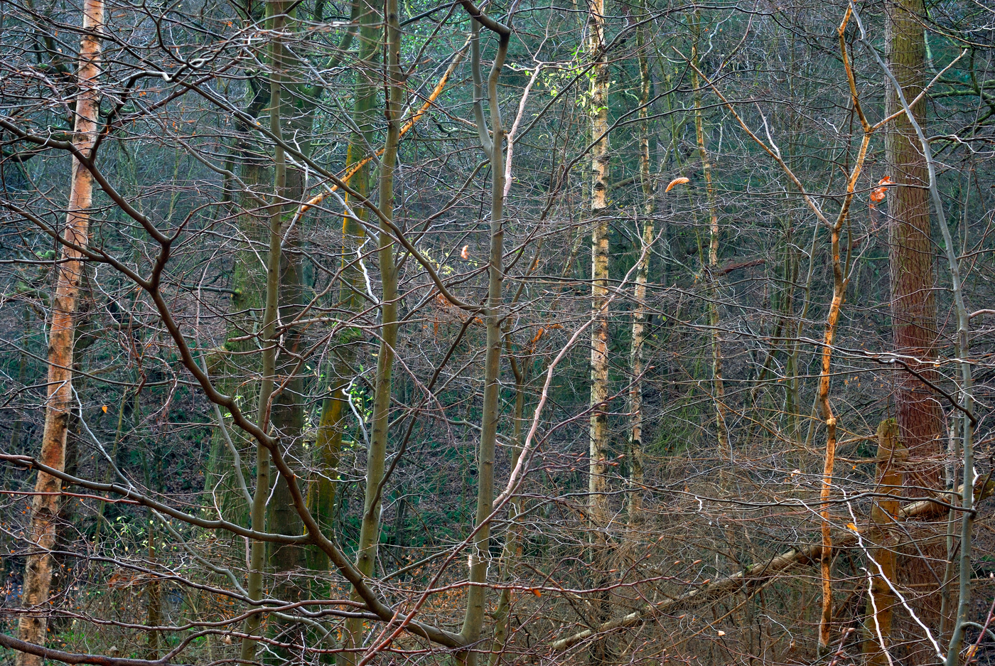 Limb Valley #8, 2008