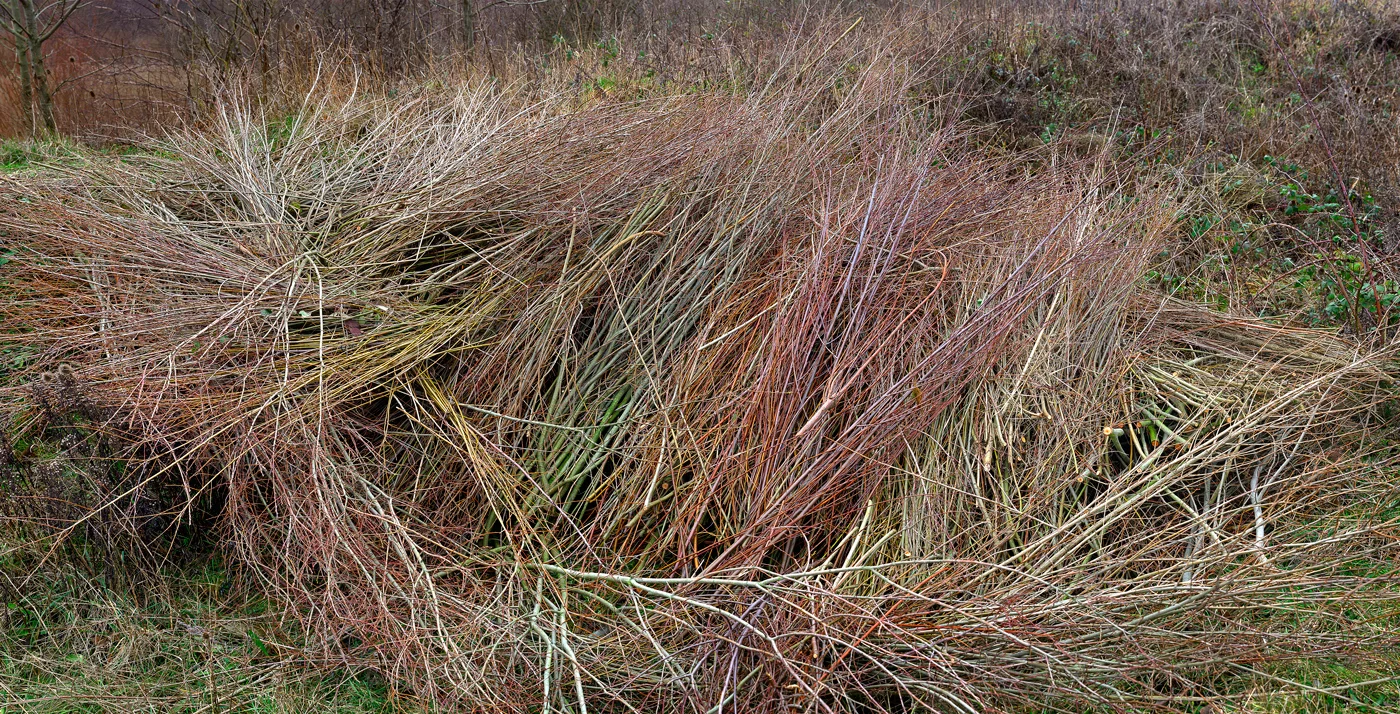 Blackburn Meadows #5, 2012