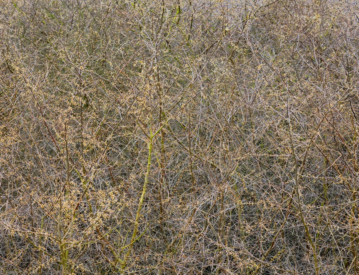 Meers Brook #12-2, 2011