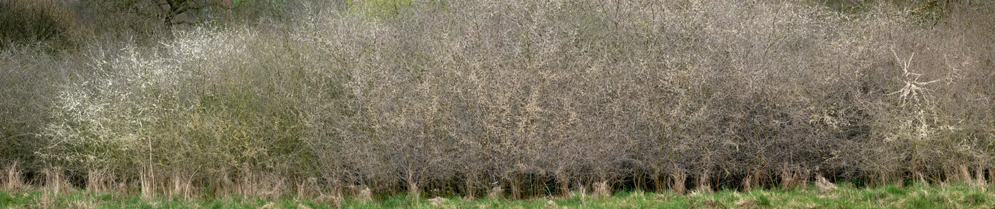 Meers Brook #14, 2018