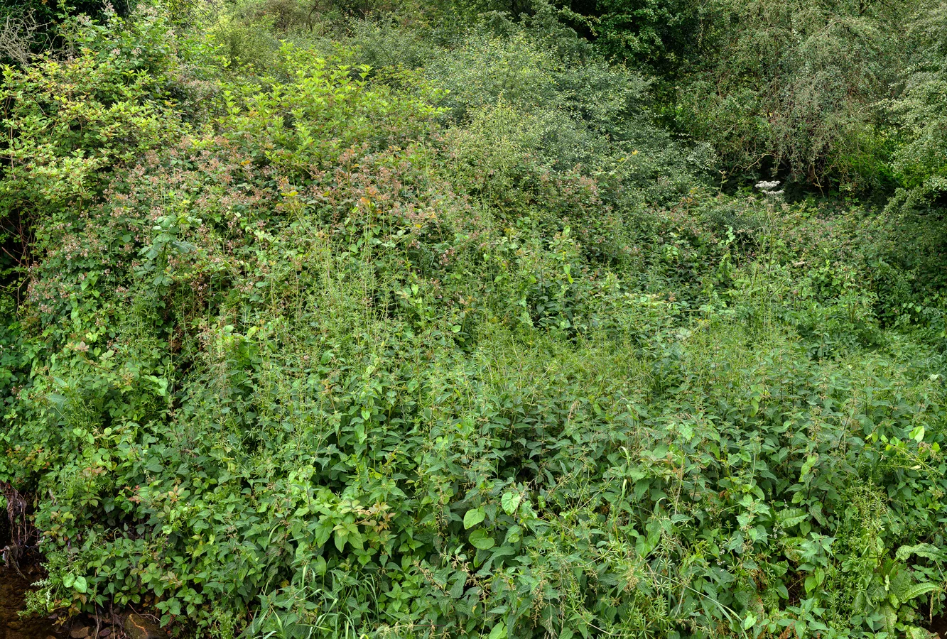 Shire Brook #43, 2014