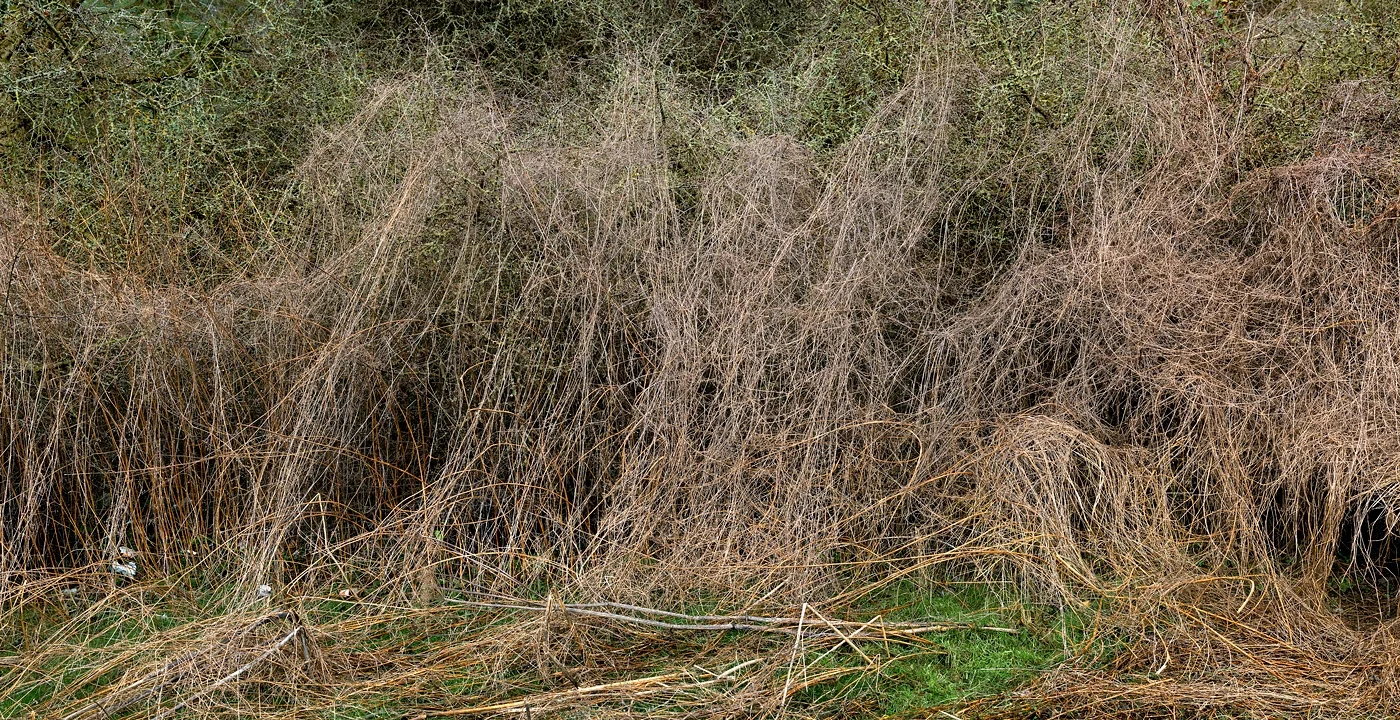Shire Brook #36, 2012
