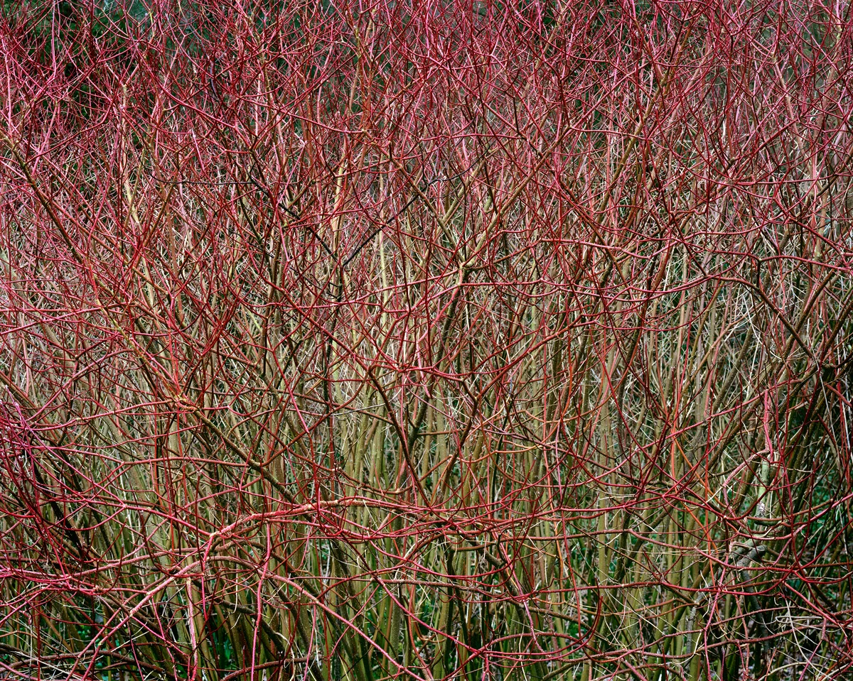 Limb-Valley-15-38x47.533.jpg