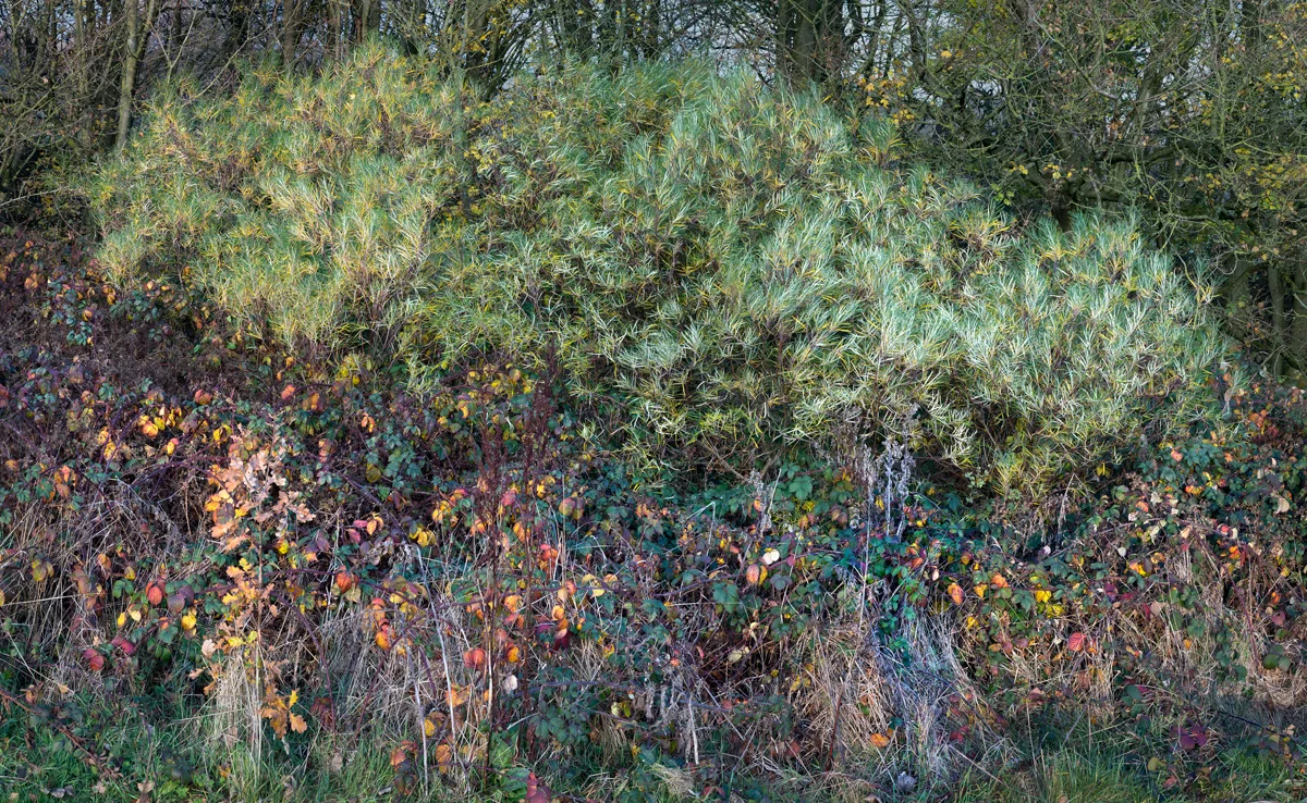 Ecclesall #7, 2019