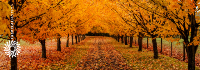 It's November — Inspiral Motion