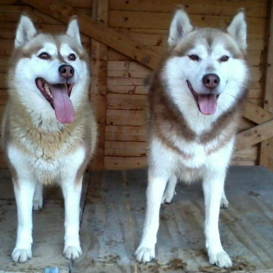 dombas & djuke