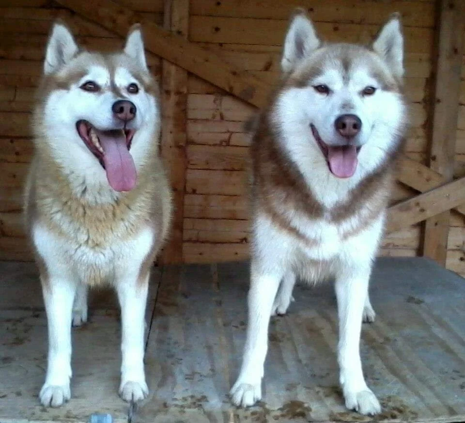 DOMBAS & DJUKE