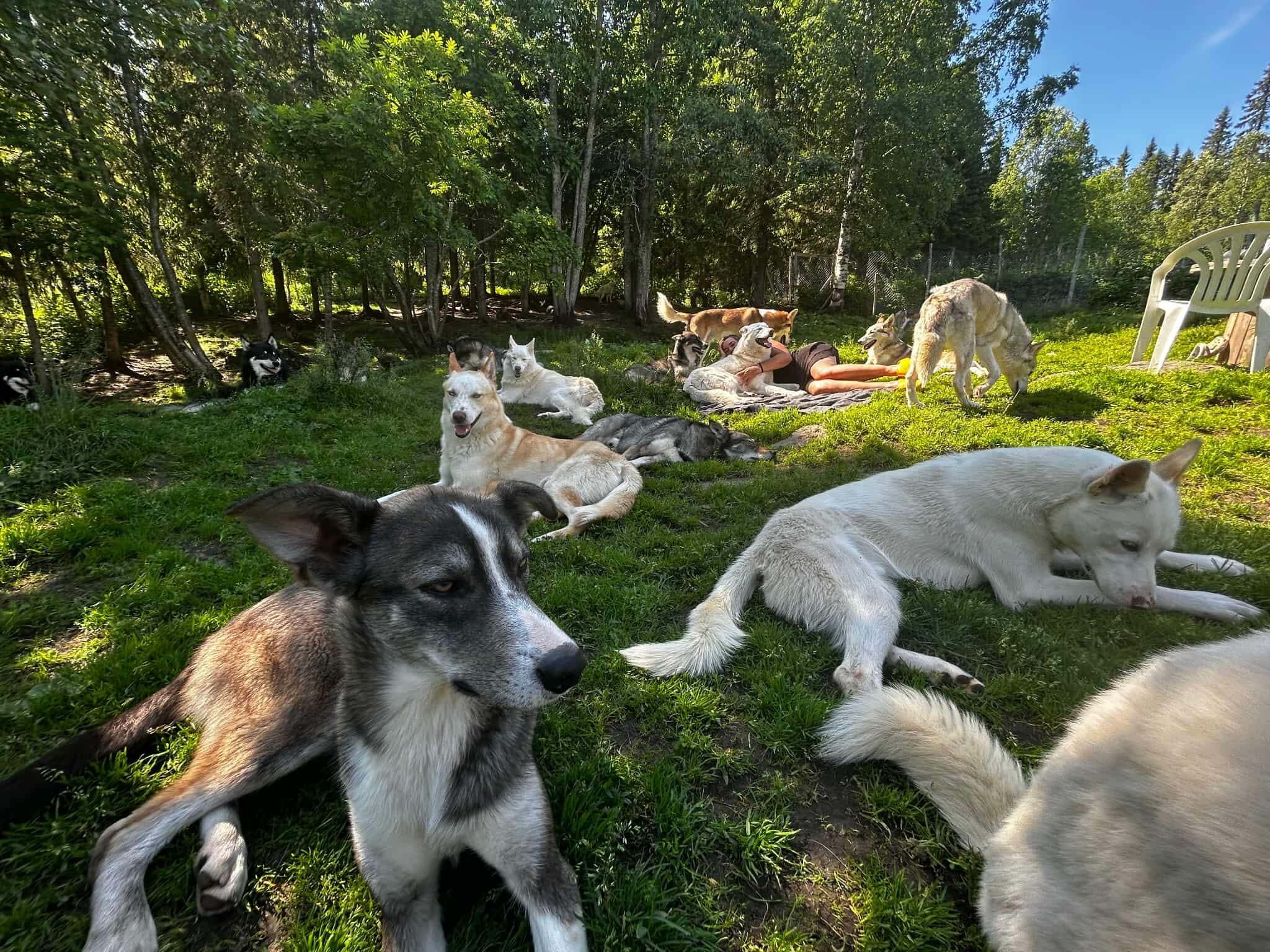 Relaxing with huskies