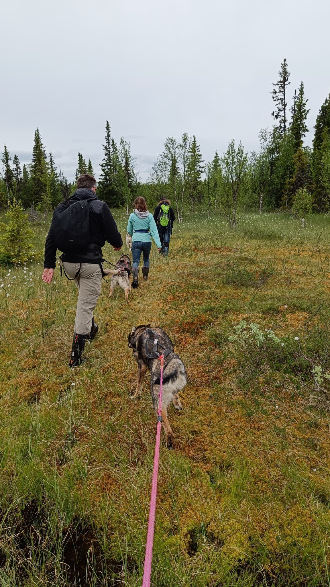 Dog trekking