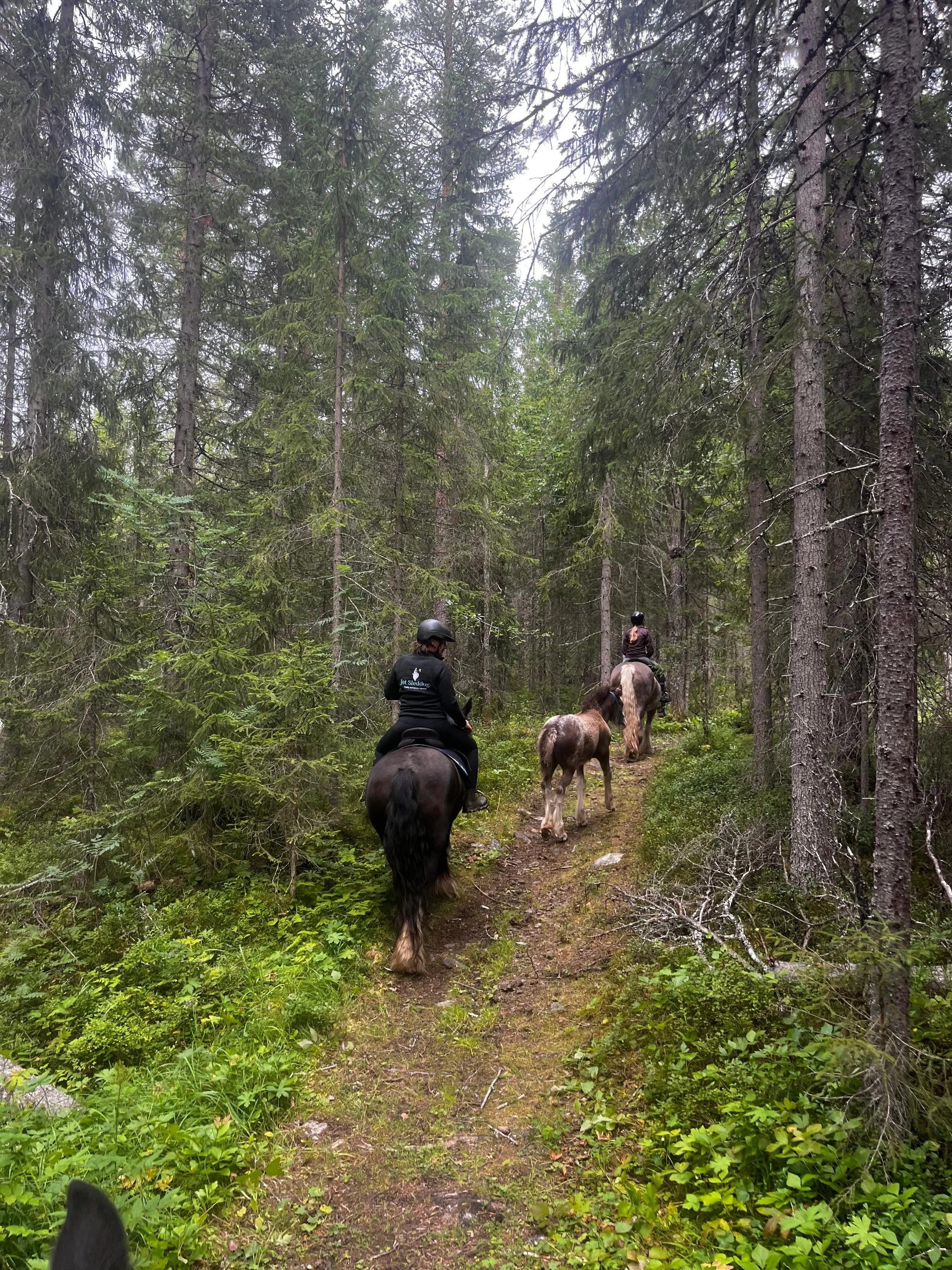 Horse riding nearby @ Gusto Stables