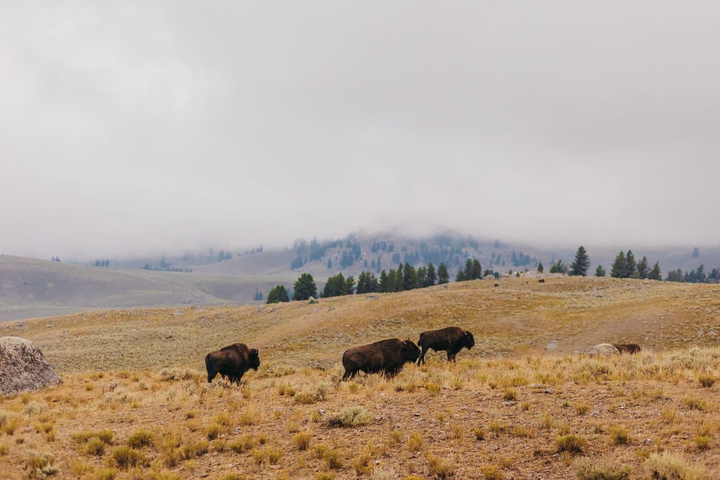 Bison in Lamar Valley 