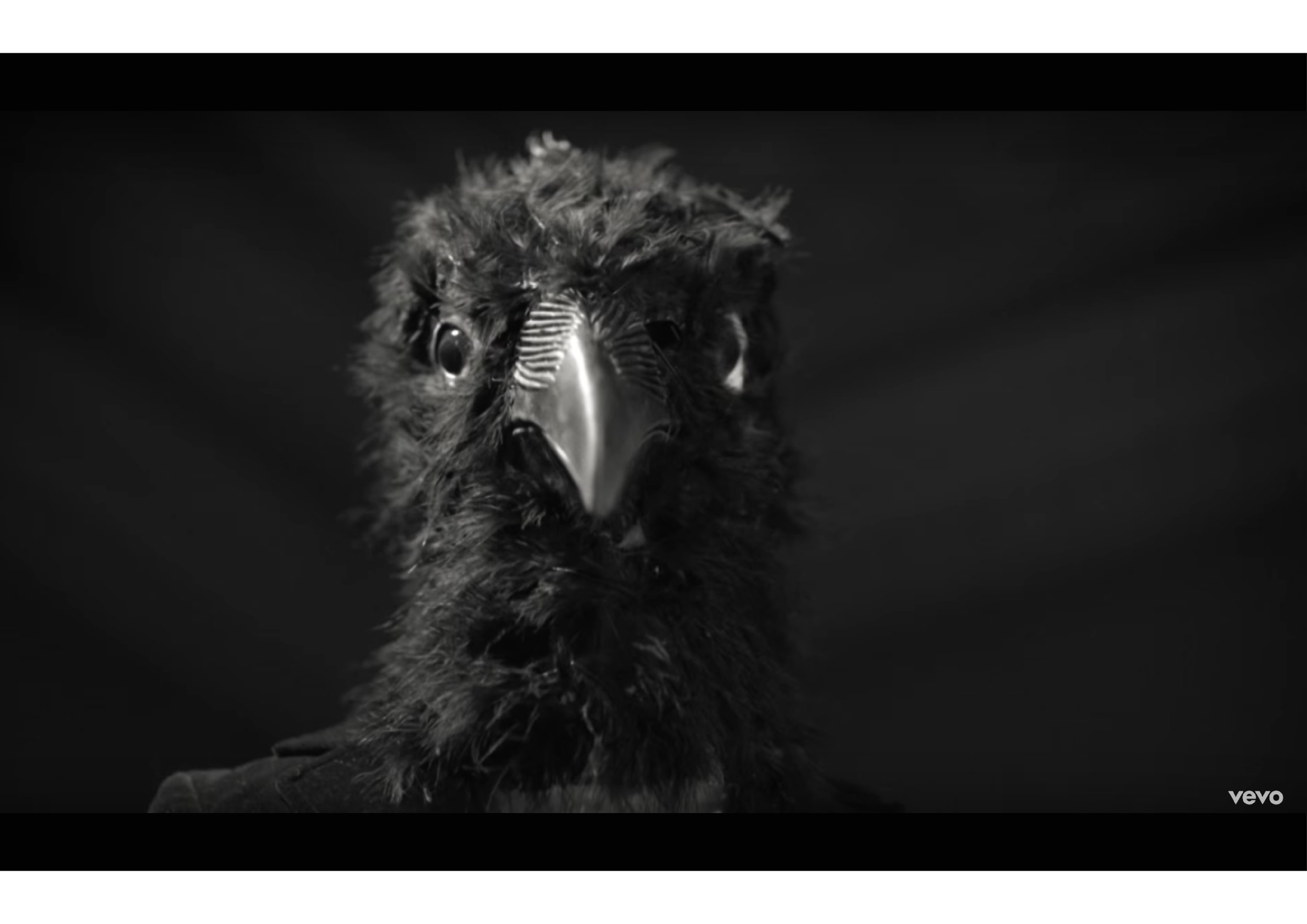 bird head-03.jpg