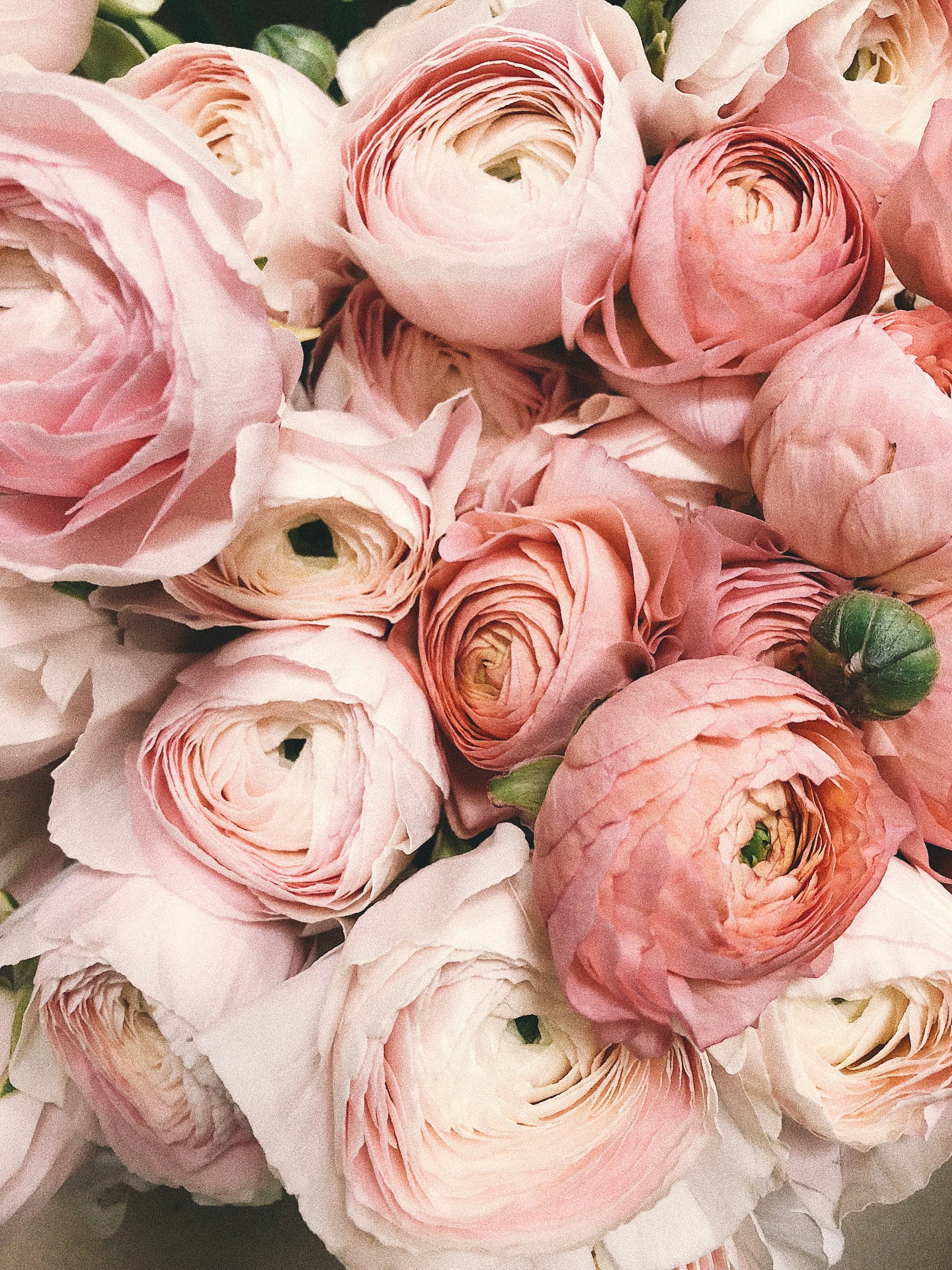 anniversary-beautiful-blooming-931177.jpg
