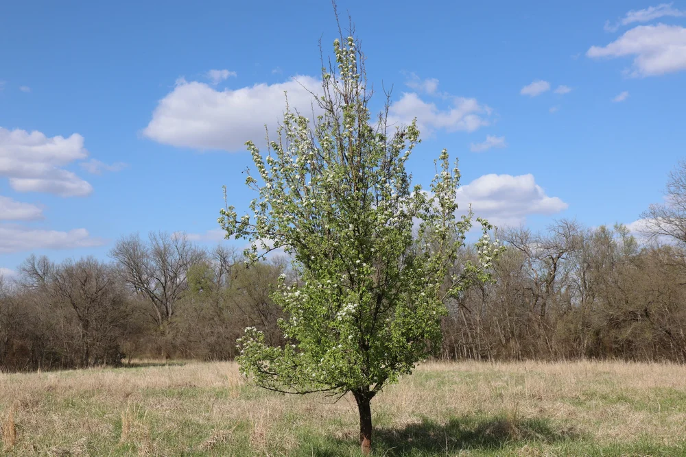A young tree in blossom in a meadow under a blue sky