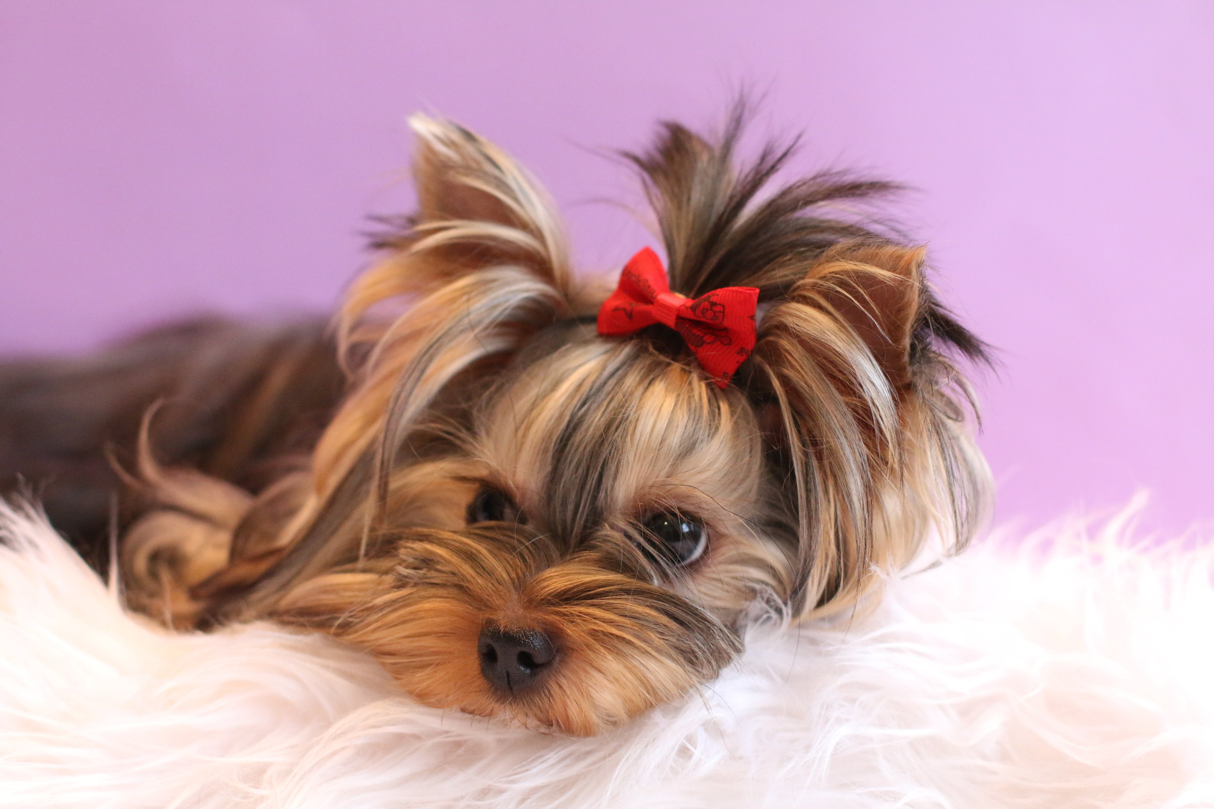 our generation yorkshire terrier pup