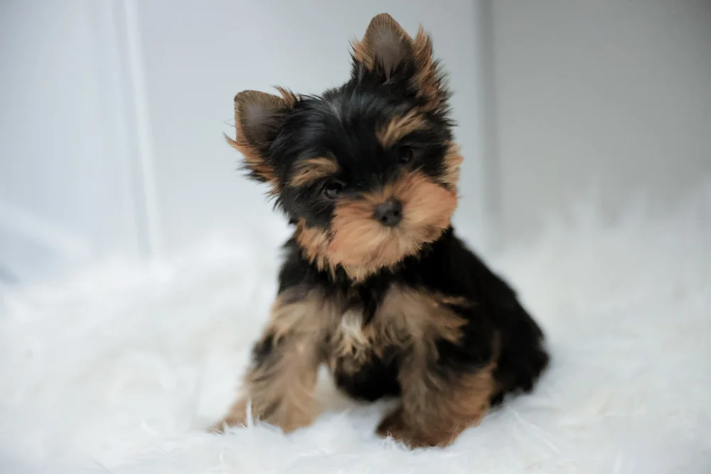 Available San Francisco Yorkie Puppies — Steel (fx