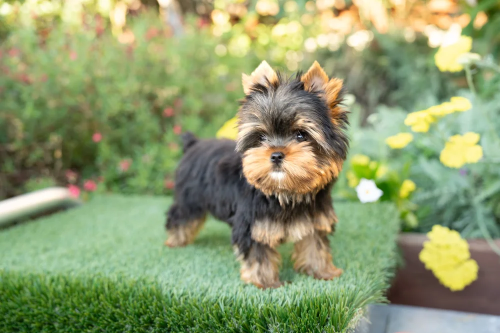 Available San Francisco Yorkie Puppies — Steel (fx) Yorkshire Terriers