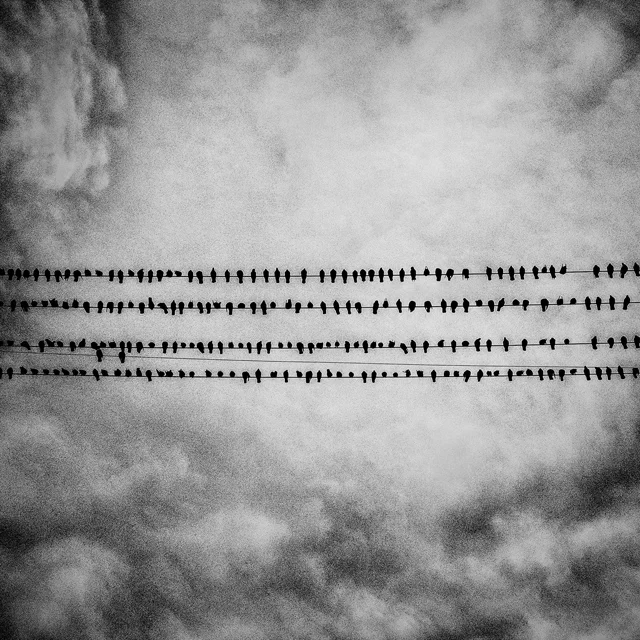 Tulare, CA. Birds. Tulare is a city in Tulare County, California. The population is 59,278 and 21.4% live below the poverty level.