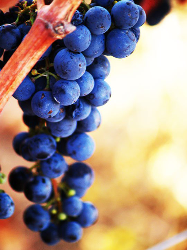 photo-grapes-paso-robles.png
