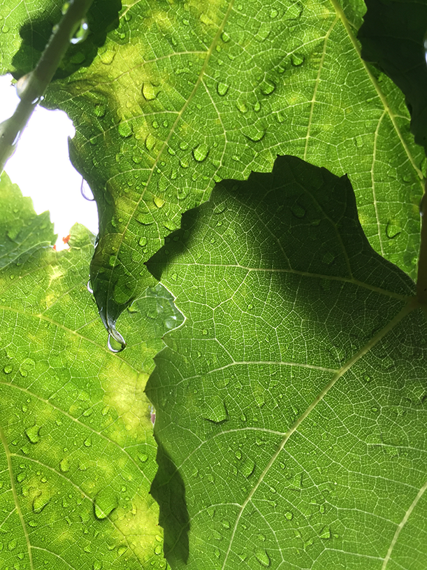 photo-seattle-water-droplets-leaves.png