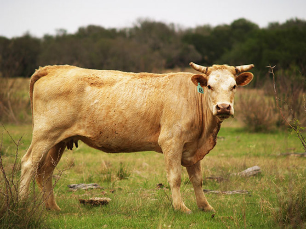 photo-texas-cow-ranch.png
