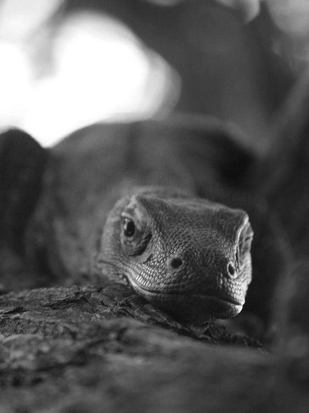 photo-bali-komodo-dragon.png