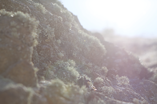 photo-mossy-rocks.png