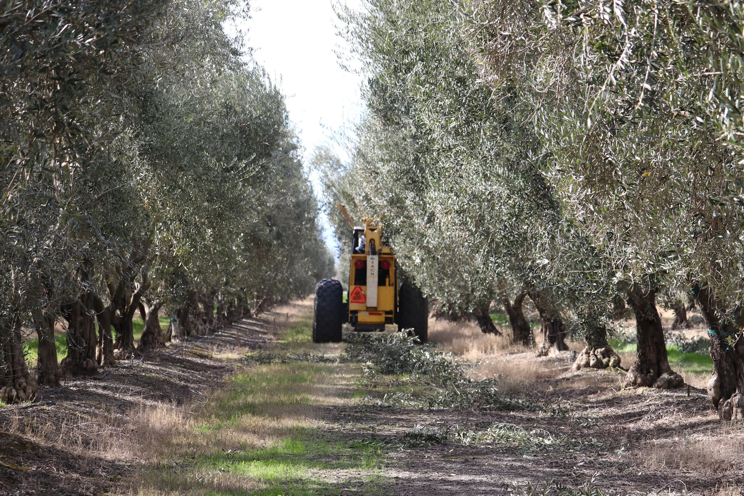 Hedging Olives IMG_4154.jpeg