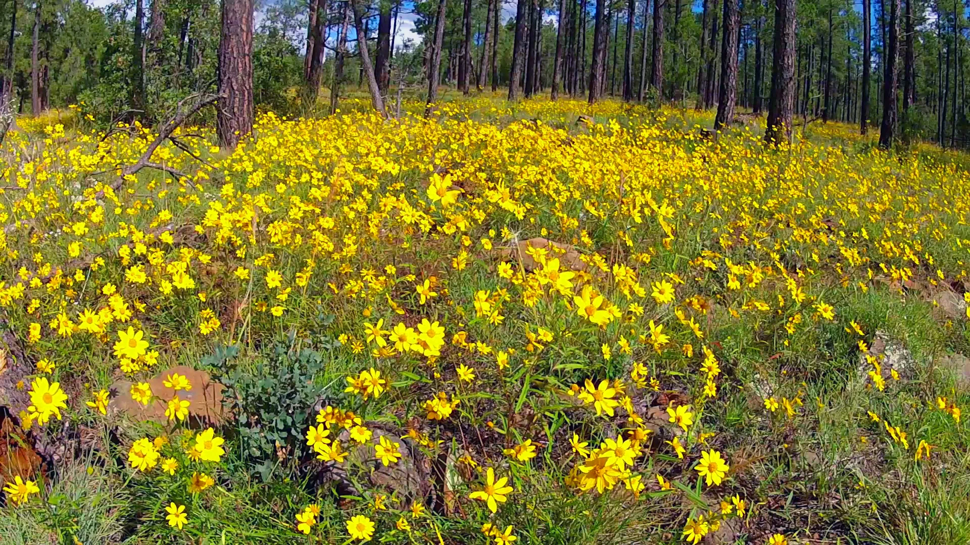 field-of-wildflowers-1.jpg