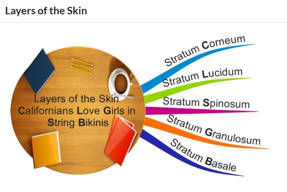 This is an example of a mind-map using layers of the skin by biggerplate.com