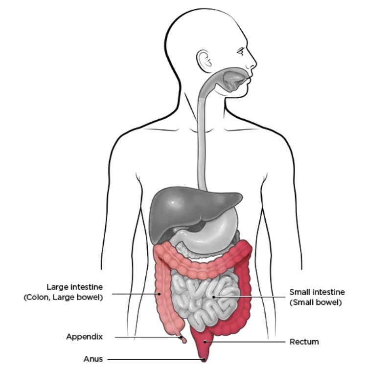  This shows where in the gi tract ulcerative colitis is usually found. https://www.cdc.gov/ibd/what-is-IBD.htm 