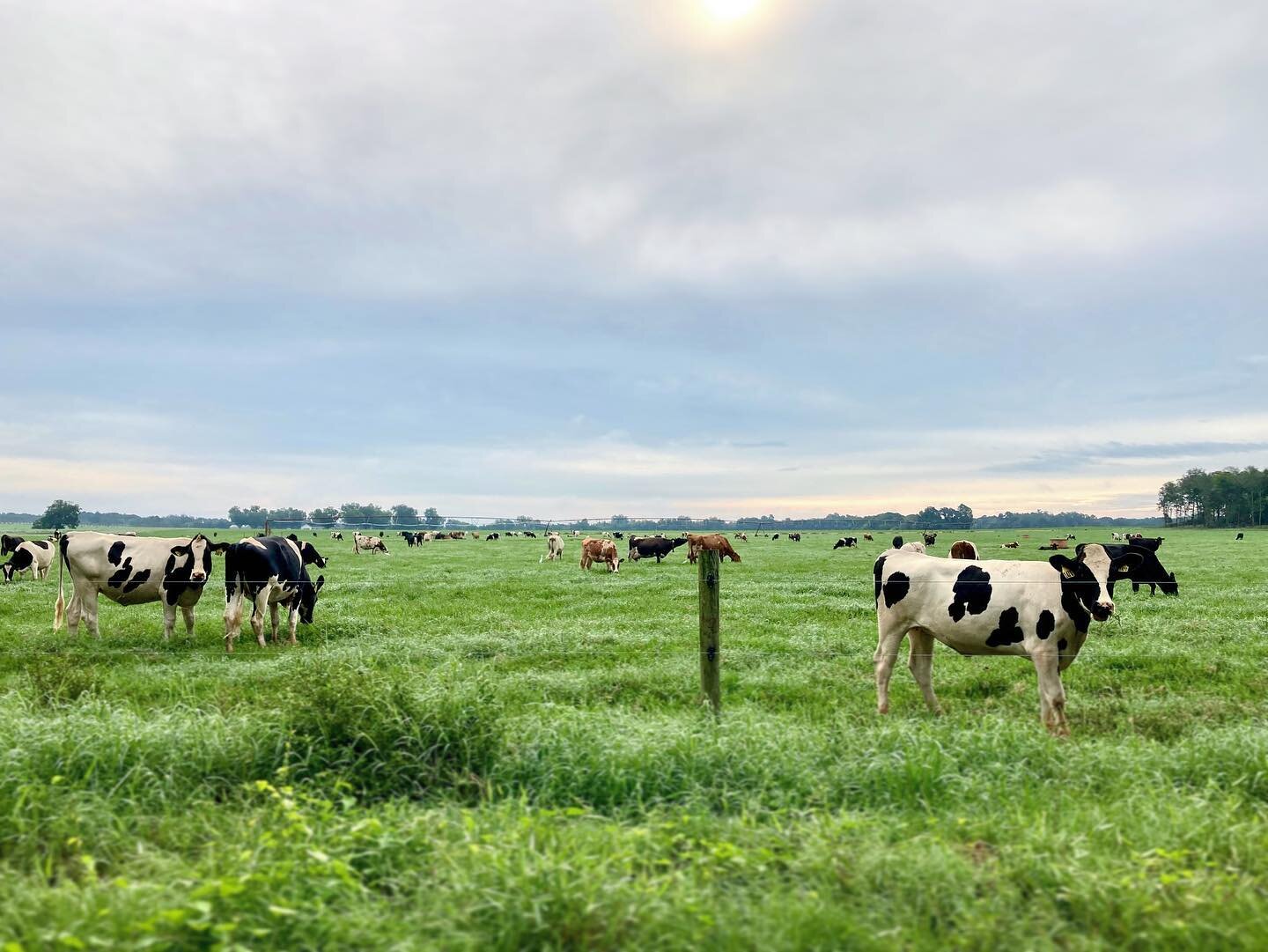 Low Country cattle, August 2020.
.
Also, because @neem73 loves cows!
.
.
.
#SouthCarolina #LowCountry #Cows #Cattle #Travel #RoadTrip #StepOutside #Photographer #CreateAndCapture #Americana #Farm #FarmLife #goforadrive #Throwback #LaterGram #MakePict