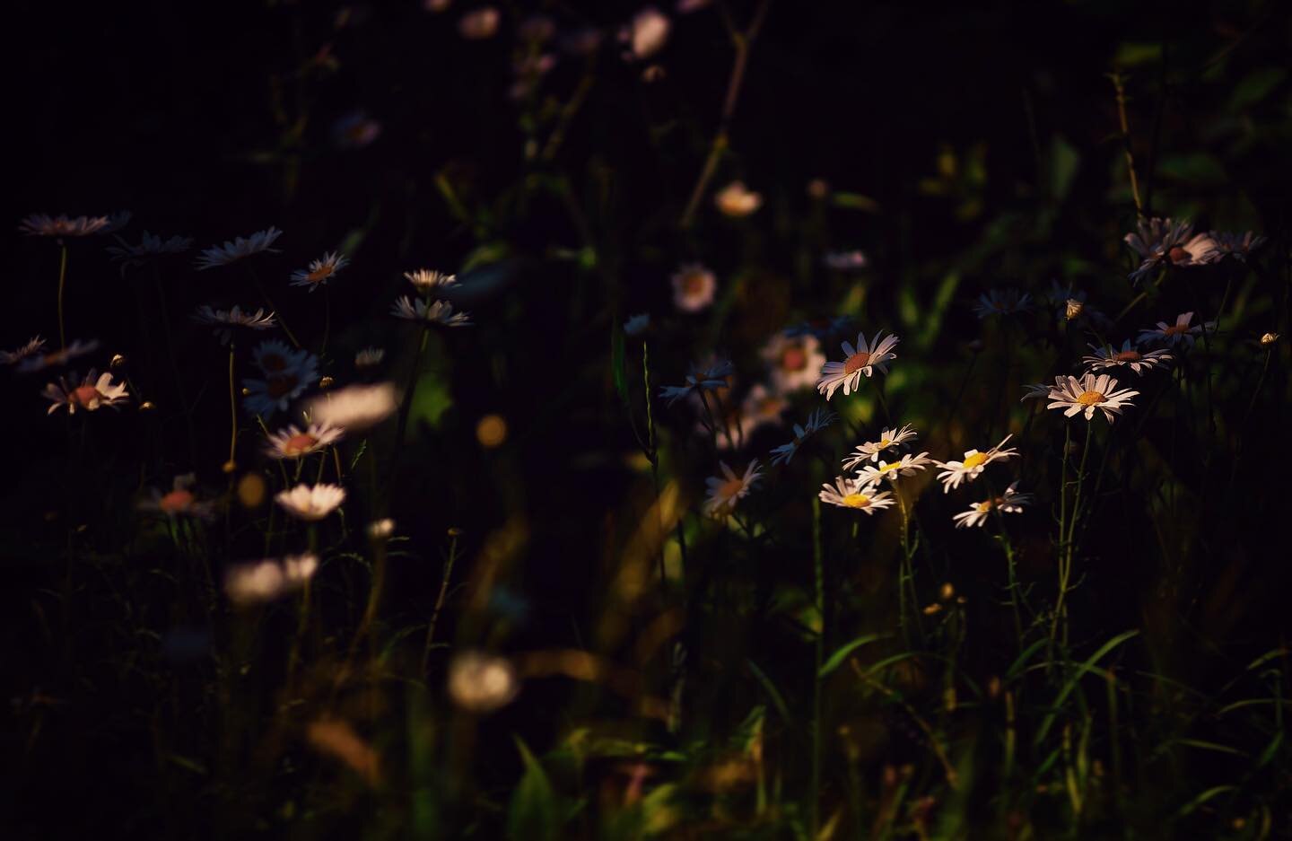 Wildflowers. 
.
.
.
#flowers #daisy #daisies #stopandsmelltheroses #nature #art #artofvisuals #photography #photographer #scenic #avonlake #loraincounty #ohio #stepoutside #optoutside #thegreatoutdoors #outside #lakeerie #wildflowers #bloom #grow #su