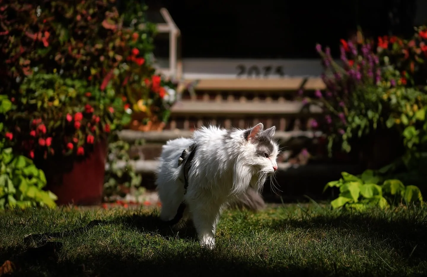 We said goodbye to our cat, Bart, tonight.

I first met Bart during an assignment at Friendship APL several years ago while there for The Chronicle. With some encouragement from my coworker Donna, I decided to bring him home. 

At first, I was not en