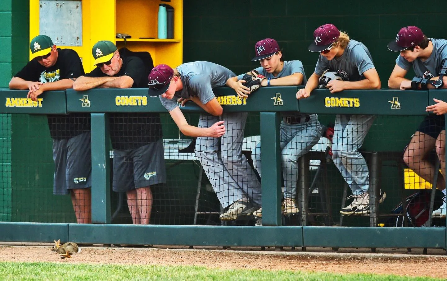 Just wait &lsquo;til you see it.

If you still missed it, a rabbit kit ran across the field at tonight&rsquo;s Black River/Rocky River game. It made for a brief, albeit cute, interruption to the game. 

#baseball #baseballseason #baseballlife #sports