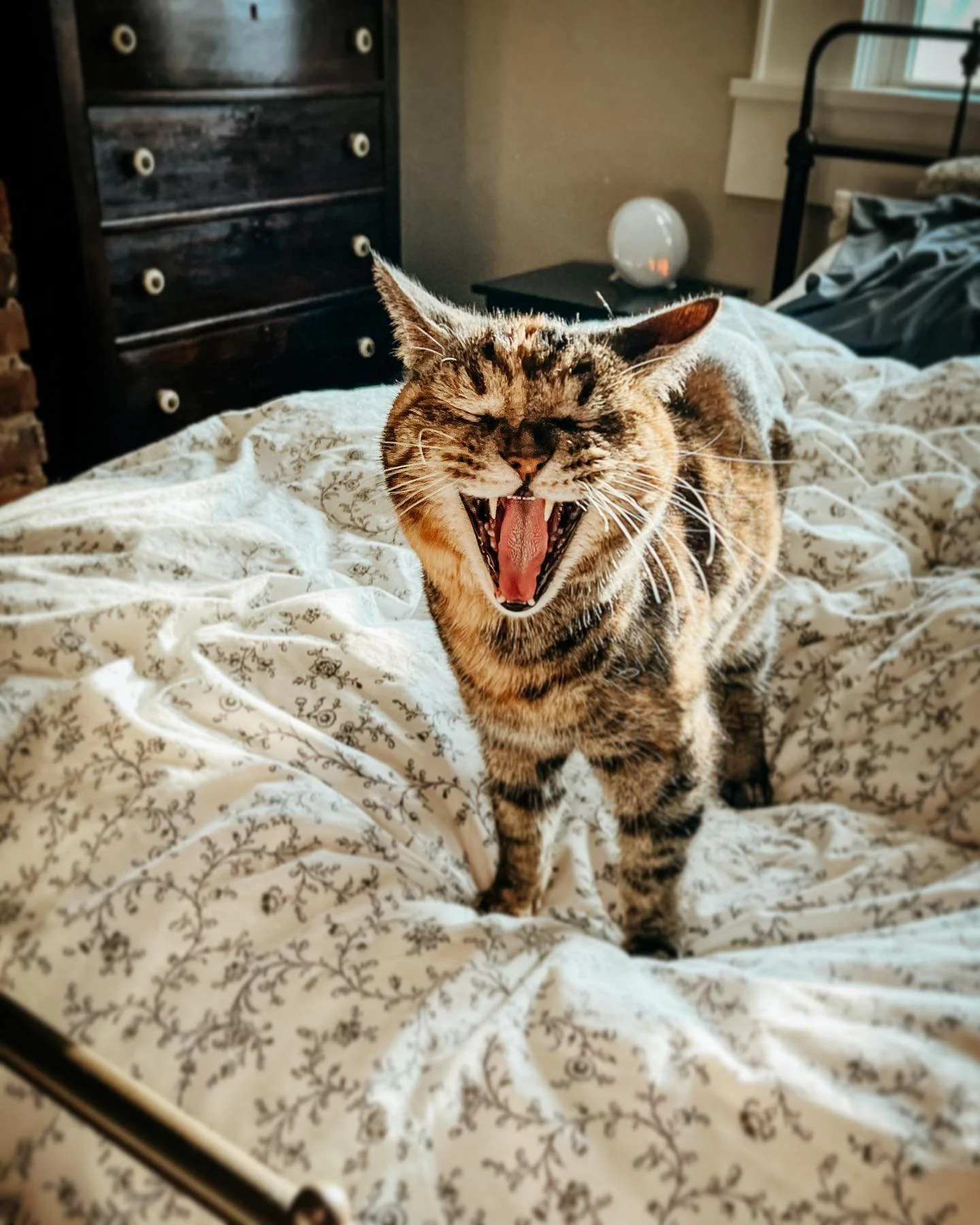 So tired.

#monday #caseofthemondays #tired #sleepy #sleep #yawn #cat #cats #catsofinstagram #everydayiscaturday #caturday #pet #petstagram #cleveland #ohio #goldenhour #thatlighttho #sun #spring