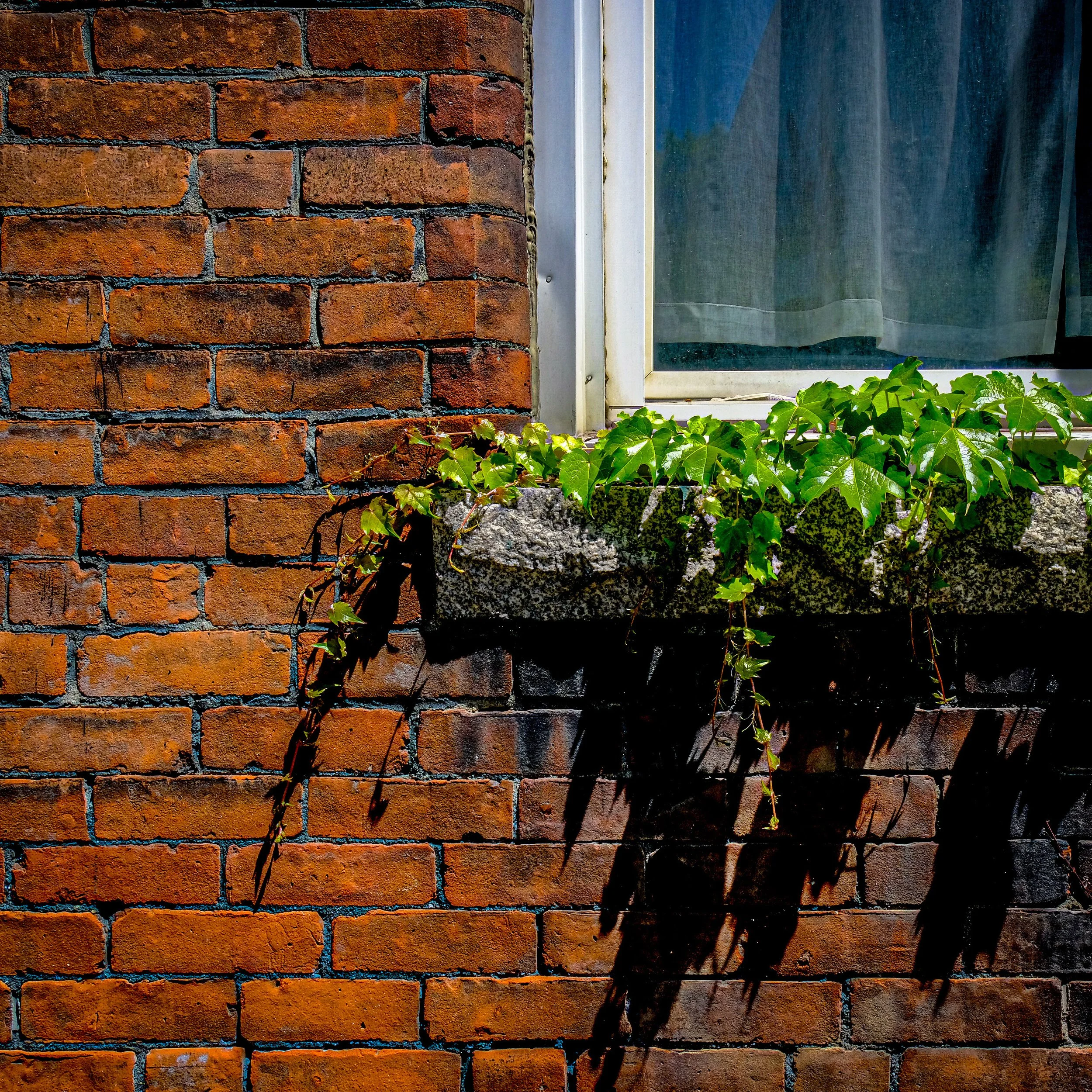 Brick and Ivy.jpg
