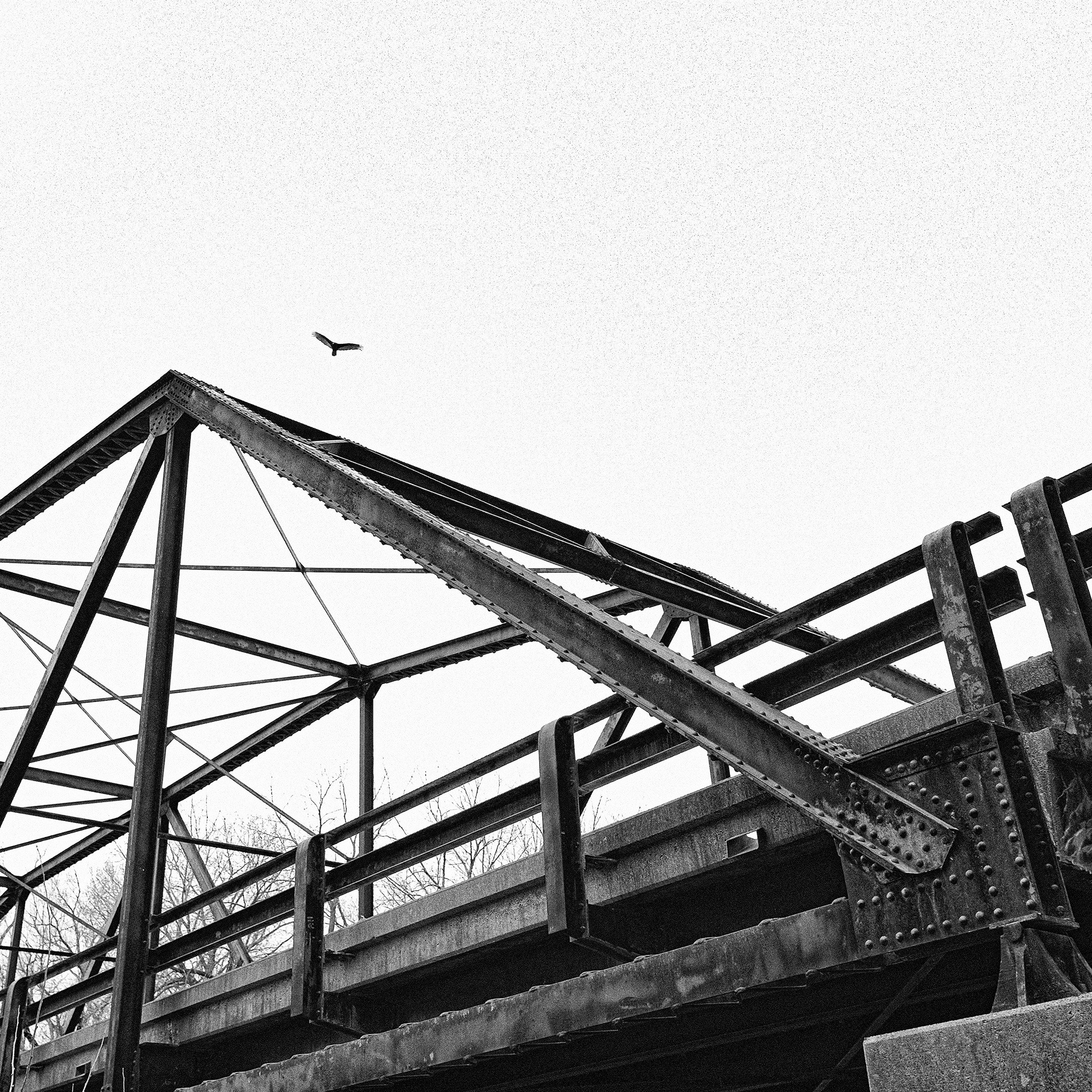 Bird over Bridge.jpg